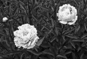 4649385619_e27522d15c_b