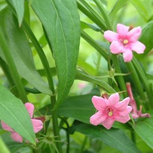 jasminum_beesianum_2