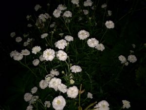 Achillea ptarmica, 'The Pearl'
