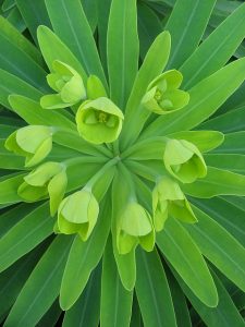 Green flower