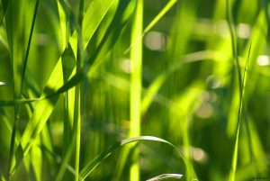 Annihilating all that's made to a green thought in a green shade?