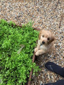 But why can't I play in the raised beds?