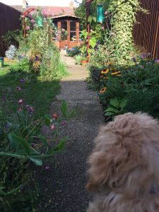 Gardening dog surveys his plot of land....