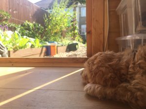 Dreaming of summer 2016