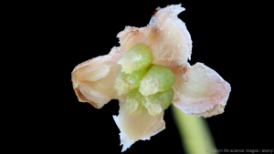 Amborella trichopoda - a relic of the first flowers (Custom Life Science Images / Alamy)