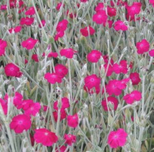 lychnis-coronaria or Toyah Wilcox?